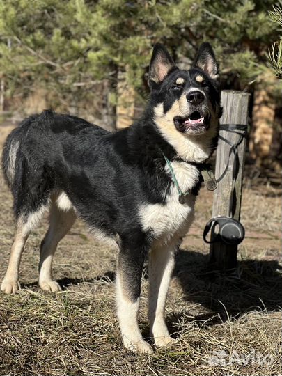 Собака в добрые руки