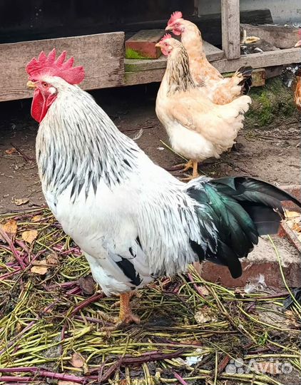 Куры петухи