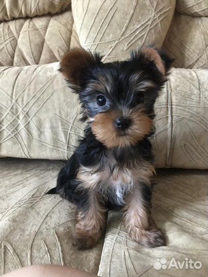 Йоркширский терьер на вязку