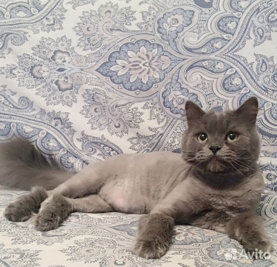 Ласковый котик ищет своего Человека