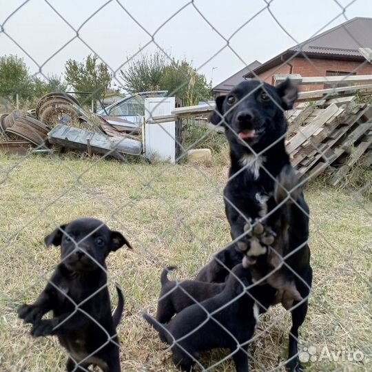 Щенки в добрые руки