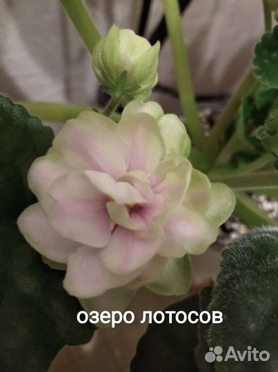 Детки сортовых фиалок. Стартеры