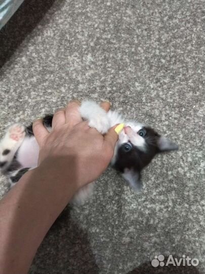 Кошка в дар бесплатно