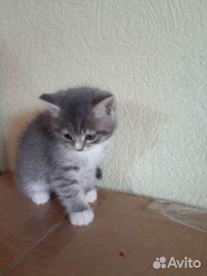 Вислоухие котята