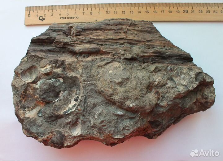 Окаменелое дерево в породе