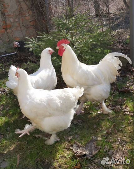 Брама,кохинхин,мехеленская кукушка