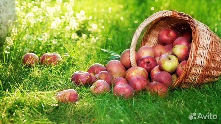 Работник по сборке яблок в саду