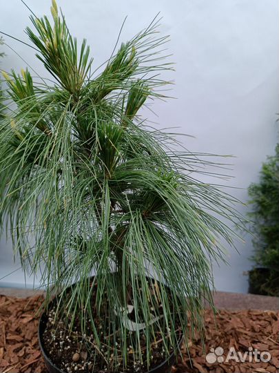 Хвойные растения