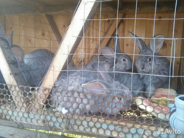 Крольчата фландер родились 20 мая