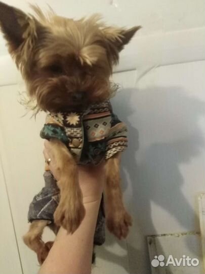 Йоркширский терьер вязка мини, вес 1.8