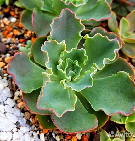 Коллекционные суккуленты