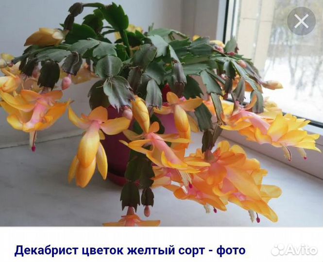 Декабрист желтый