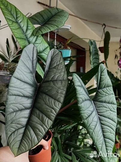 Алоказия платинум