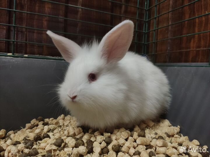 Ручные крольчата