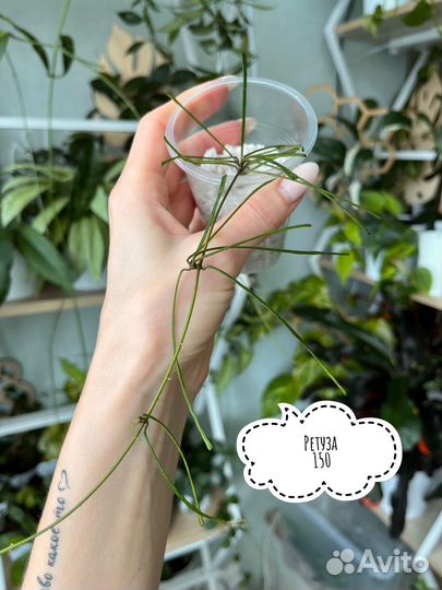 Хойя дисхидия