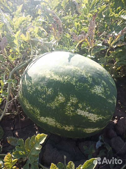 Арбуз оптом
