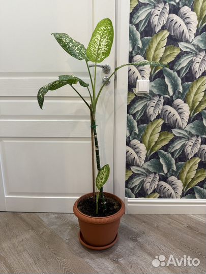 Диффенбахия