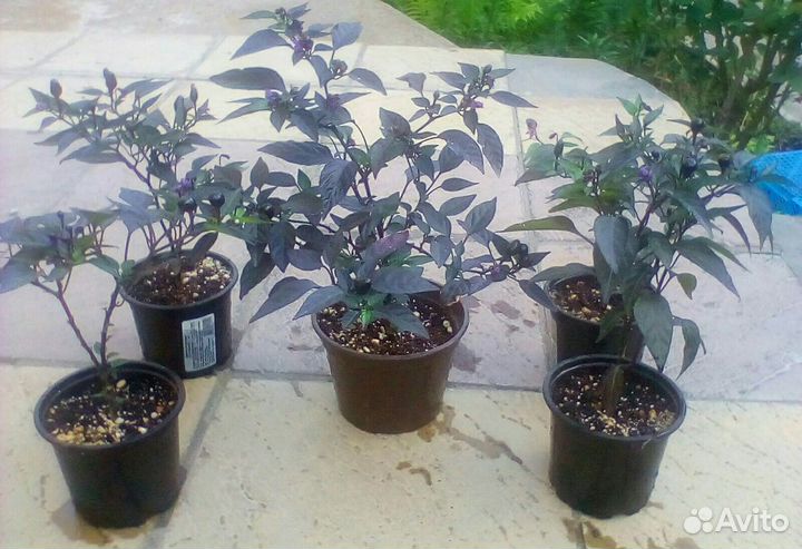 Острый перчик комнатный