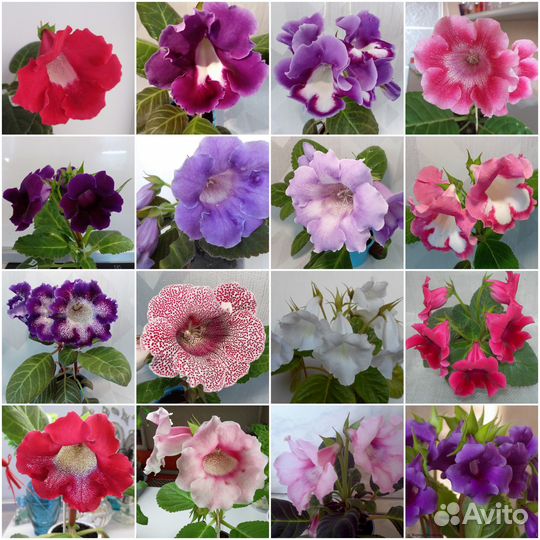 Семена Глоксиний и Тидей по почте