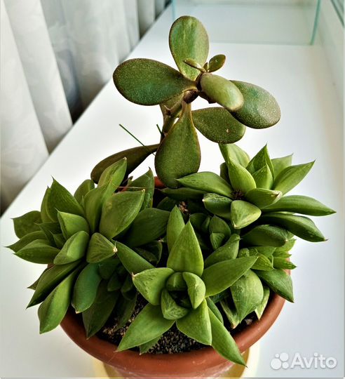 Цветущие сейчас цикламен и другие цветы