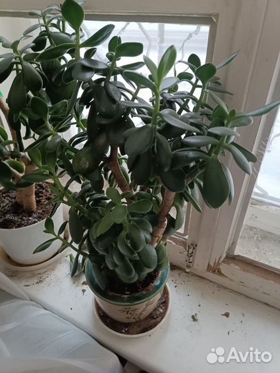 Денежное дерево