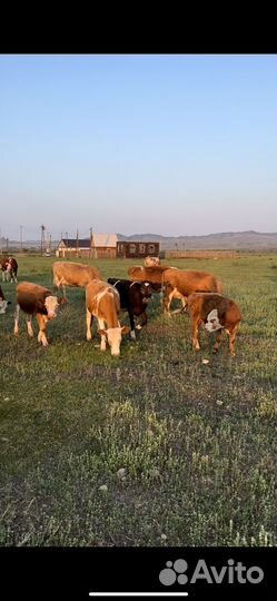 Продажа крс