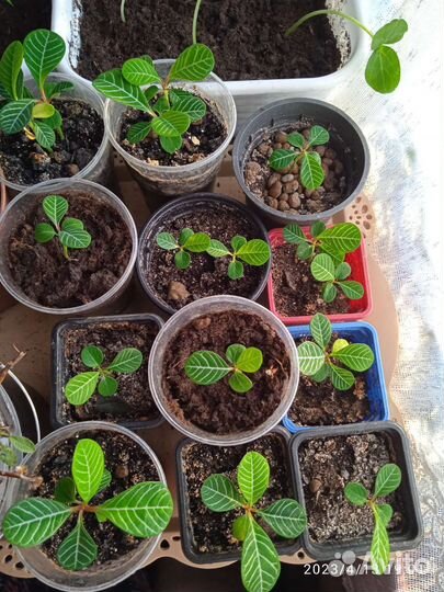 Цветы комнатные. Спатифиллум, адениум, драцена