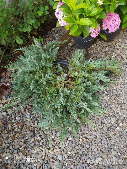 Уличные растения