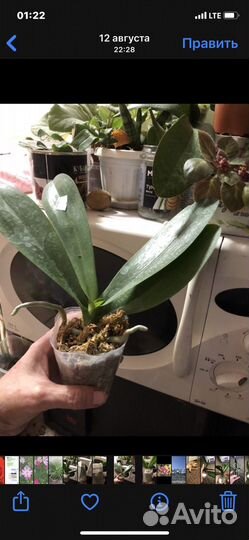 Орхидея Фаленопсис