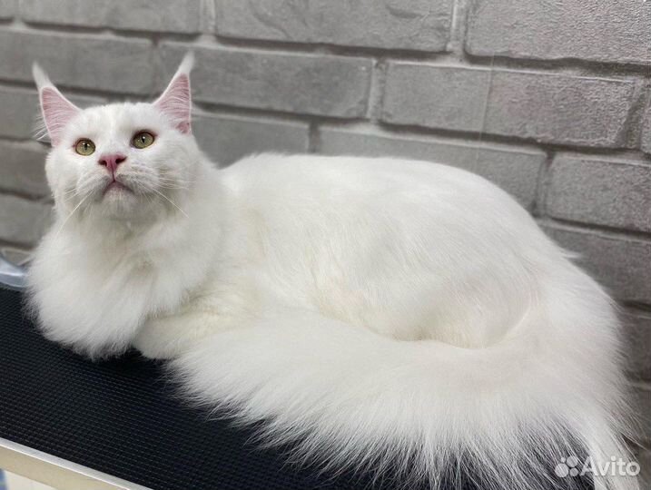 Стрижка кошек на дому