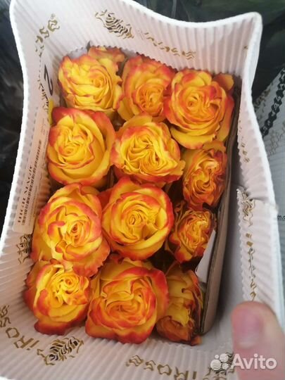 Роза от склада под режимом хранения Доставка