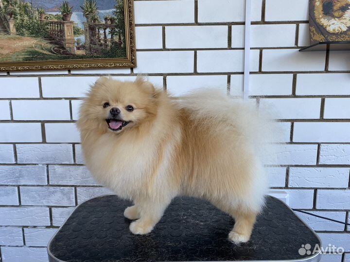 Груминг шпица