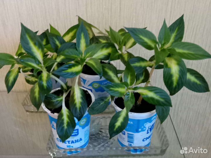 Бальзамин пестролистый Санпатиенс (Новогвинейский)