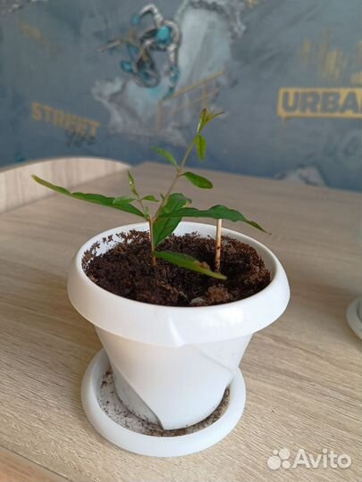 Гранат комнатный