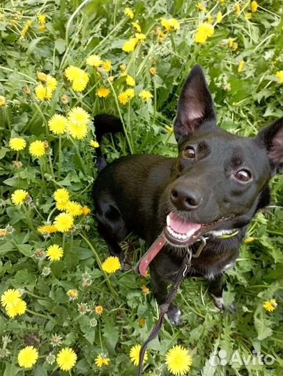 Девочка ищет дом