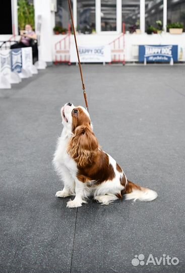 Кавалер кинг чарльз спаниель вязка