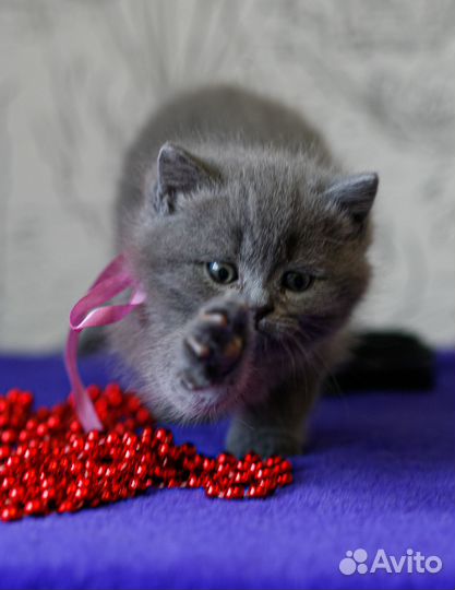 Британский котенок - девочка