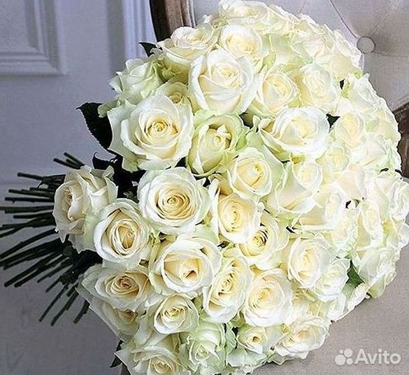 Высокие розы Гигантские Розы 150 160 170 180 190см