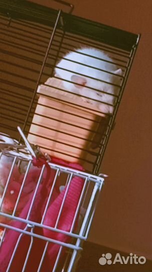 Декоративные крысята