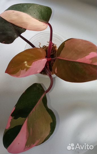 Филодендрон розовая принцесса