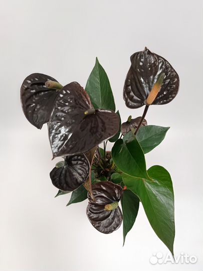 Антуриум черный принц
