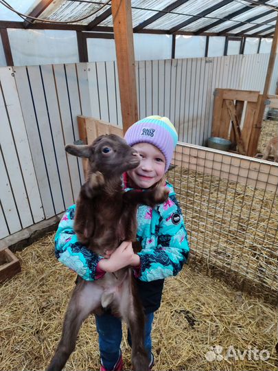 Овцы бараны катумские