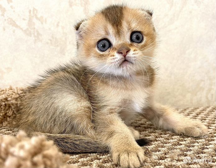 Фолд Кот Плюшевый Золотой Сладкий ребенок