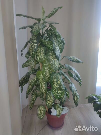 Диффенбахия