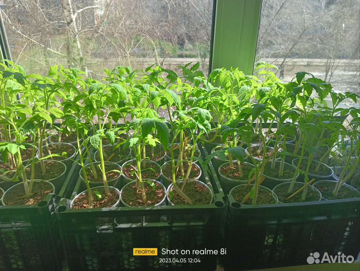 Рассада помидор