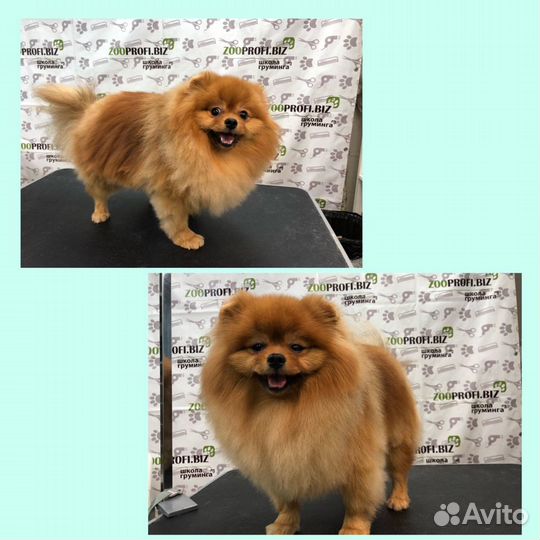 Стрижка собак/Услуги грумера