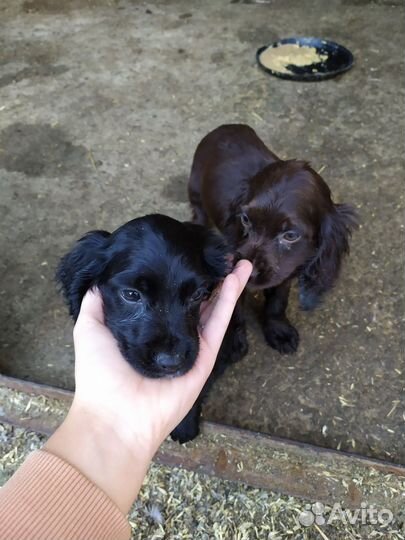 Русский охотничий спаниель щенки