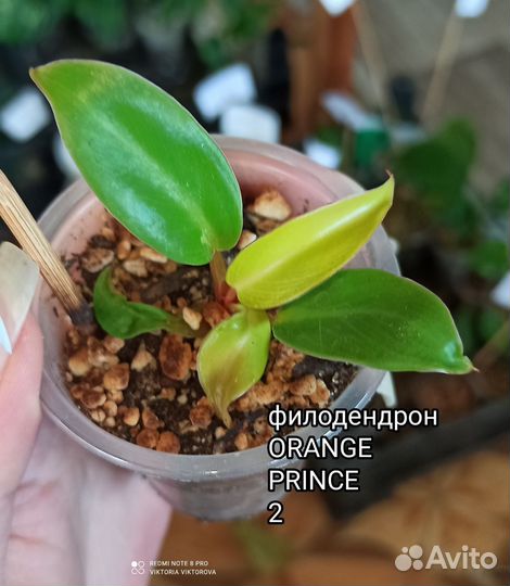 Филодендрон Orange Prince, Black cardinal