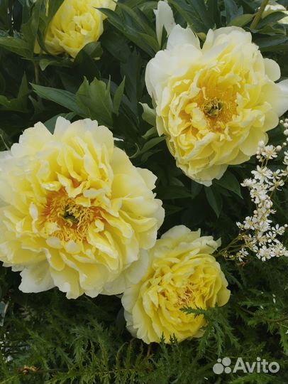 Пион Бартзелла, Лоллипоп и др