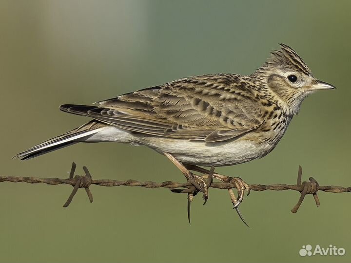 Полевой жаворонок